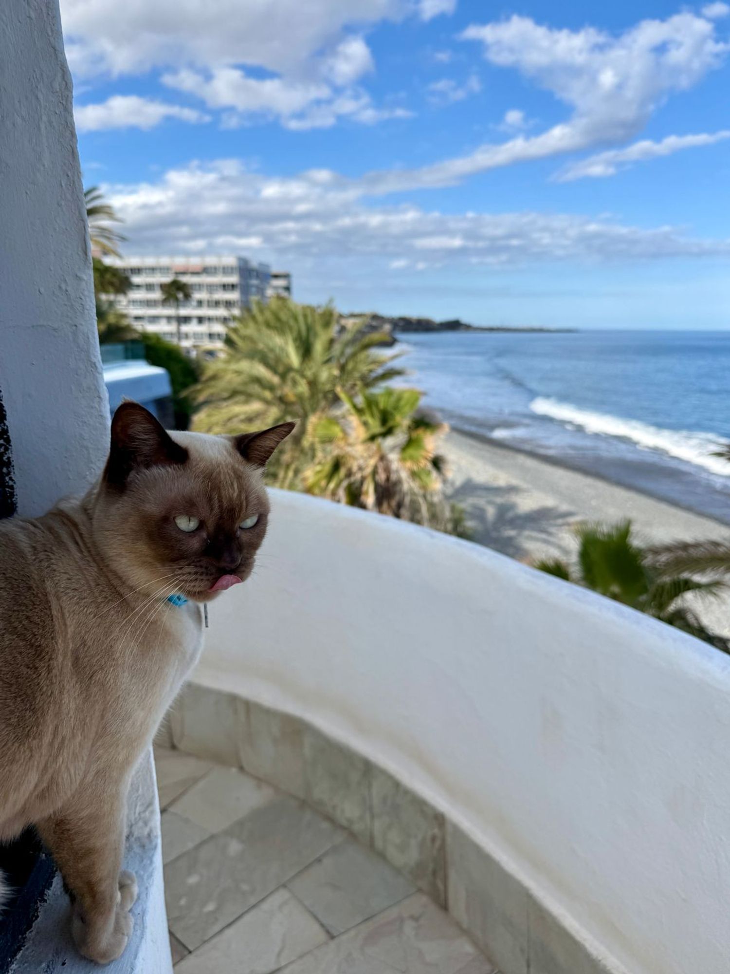 Estudio en Calle los Pinos, 3, San Agustín-Bahía Feliz, San Agustín-Bahía Feliz - Foto 25