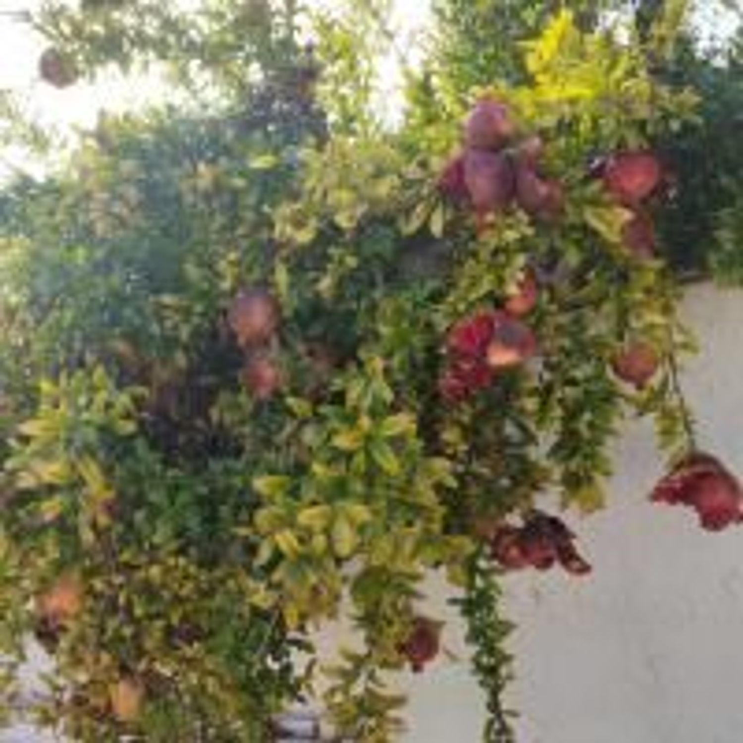 Casa rural en Calle de la Mare-selva, 9, La Fustera, La Fustera - Foto 6