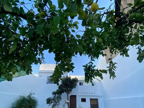 Casa o chalet independiente en Calle Concepción Soto, 128, Las Pajanosas, Las Pajanosas - Foto 4