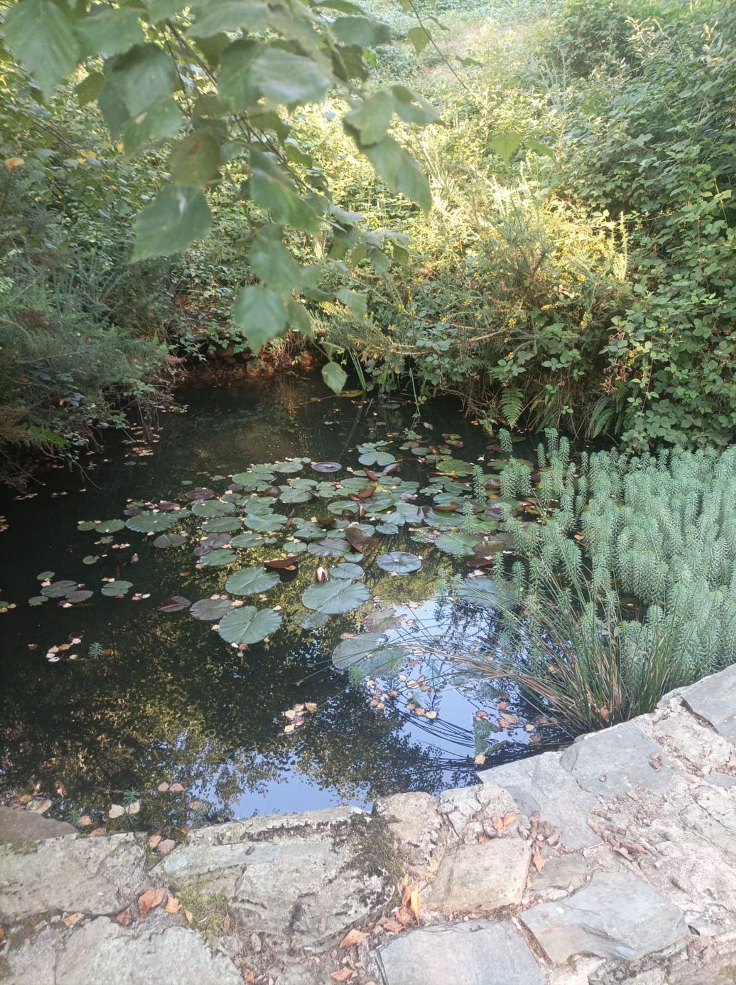 Finca rústica en Sarceda, 2 - Foto 5