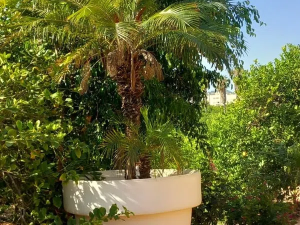 Finca rústica en calle Don Adrián, 1506 - Foto 3