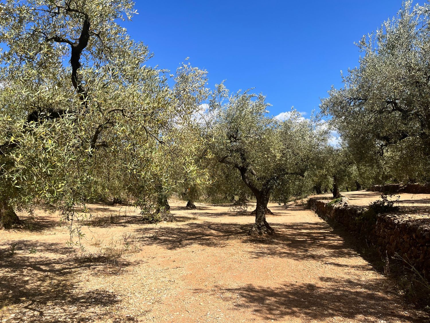 Finca rústica en Calle Sanç d'Aragó, 58 - Foto 6