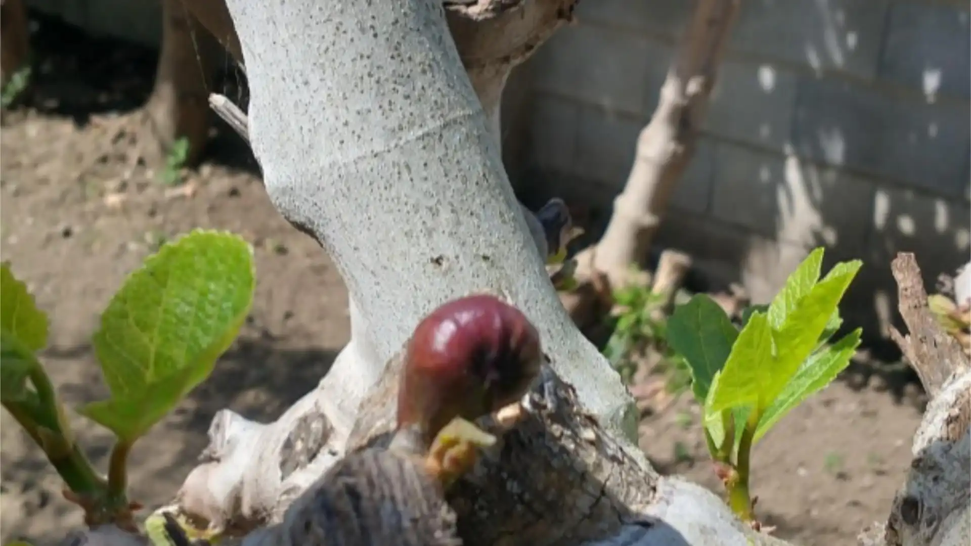 Chalet en  Calle las Buganvillas 27 - Foto 57