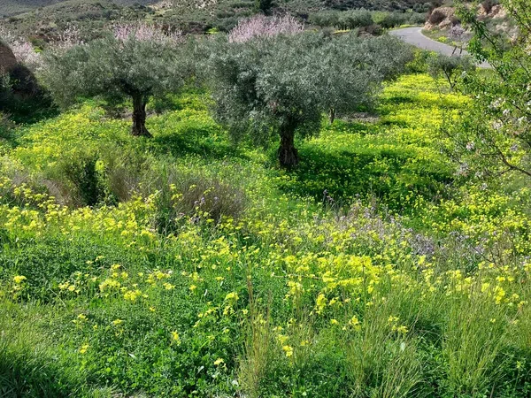 Cortijo en Cortijo en Collado Polopillos s/n - Foto 26