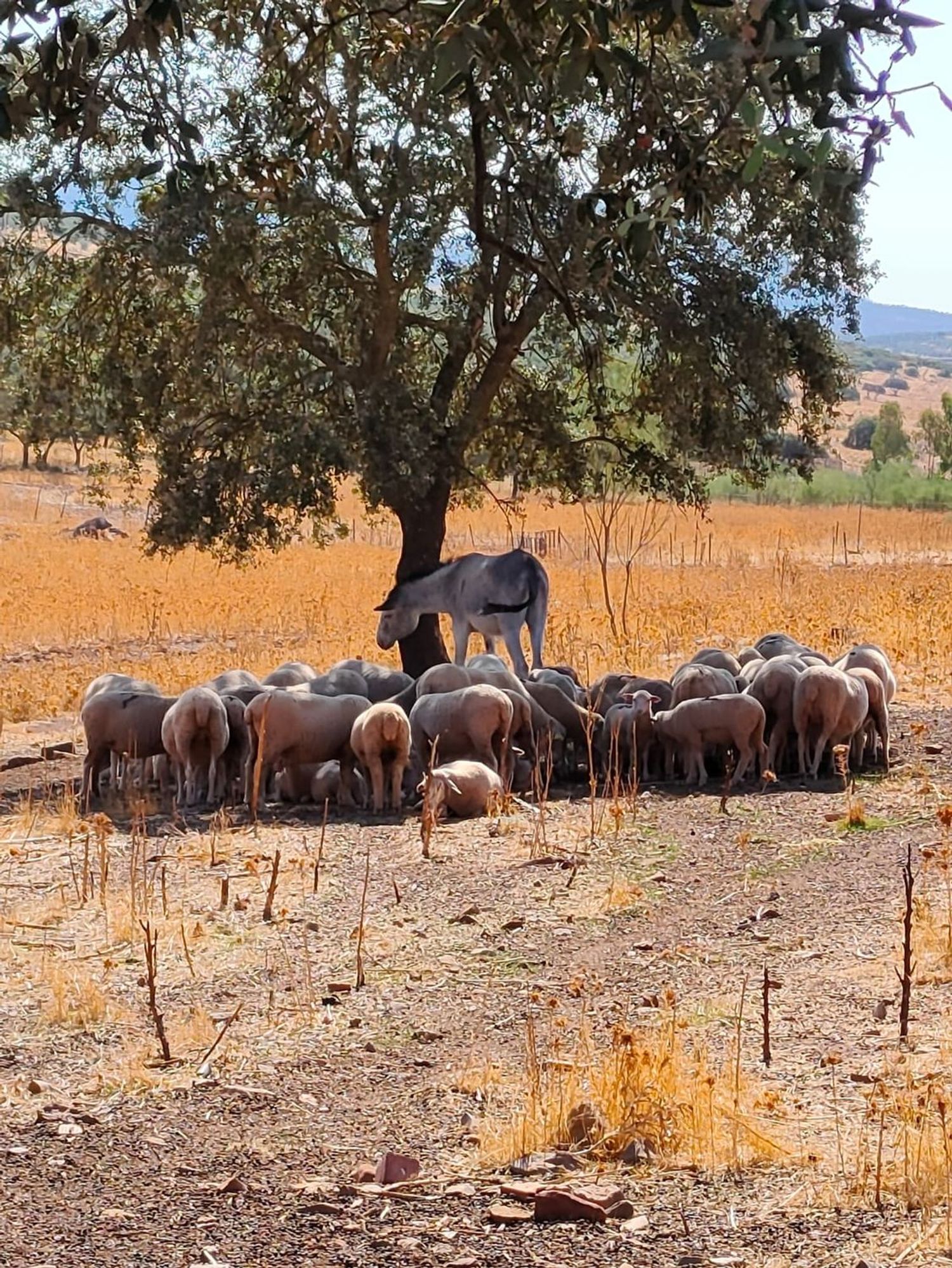 Cortijo en Carretera Villagarcia, 1 - Foto 13