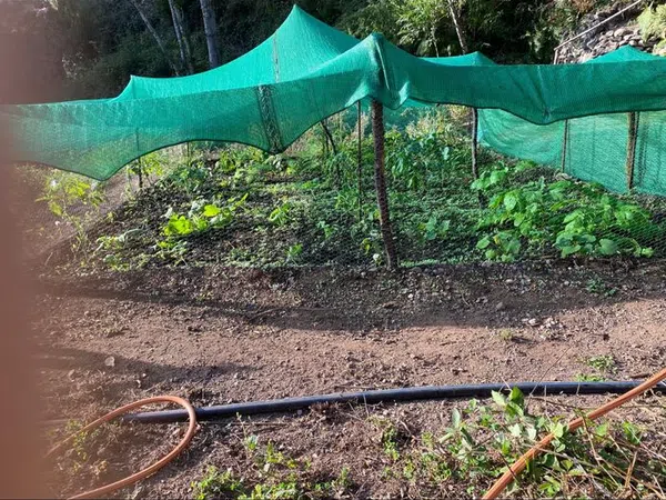 Finca rústica en Hermigua - Foto 18