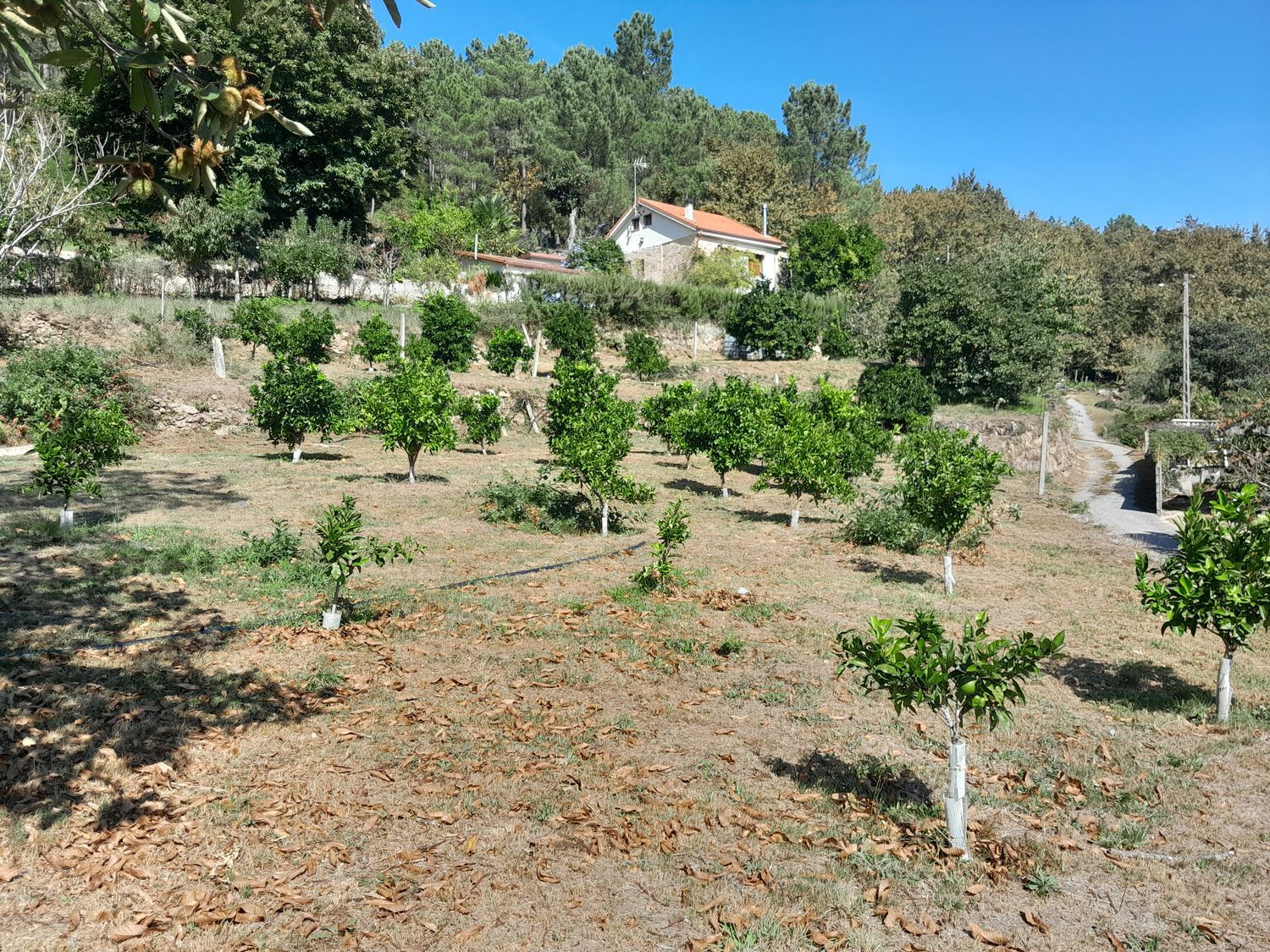 Finca rústica en Alboredos s/n - Foto 13