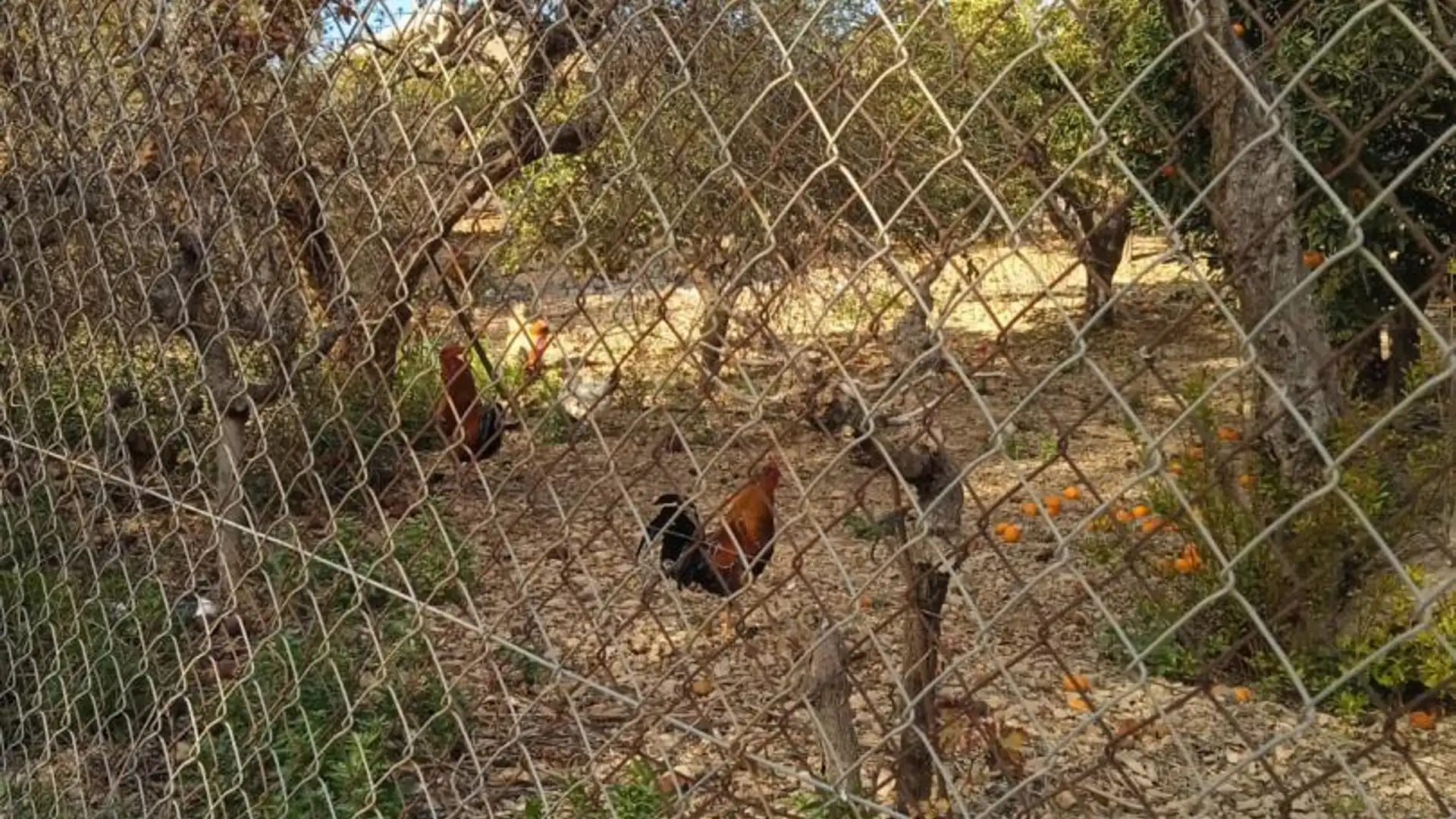 Finca rústica en  Calle Atlántida 242 - Foto 21