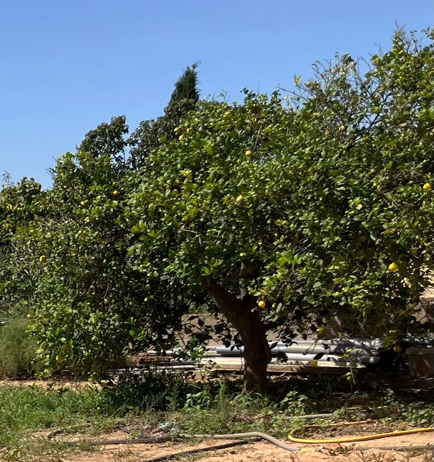 Finca rústica en Calle les Mallaes s/n - Foto 18