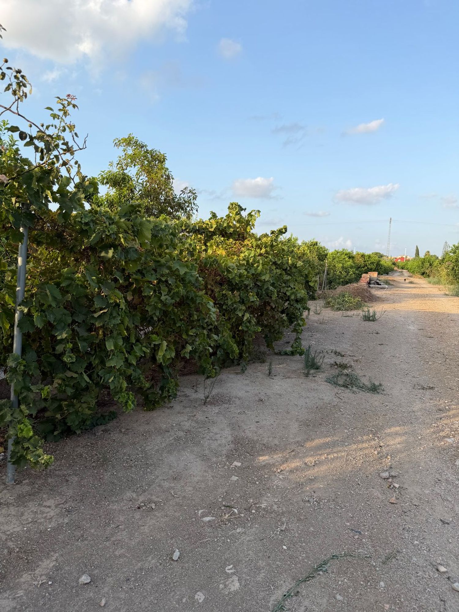 Finca rústica en Camino de los Plazas, 16, San José de la Vega - Foto 40