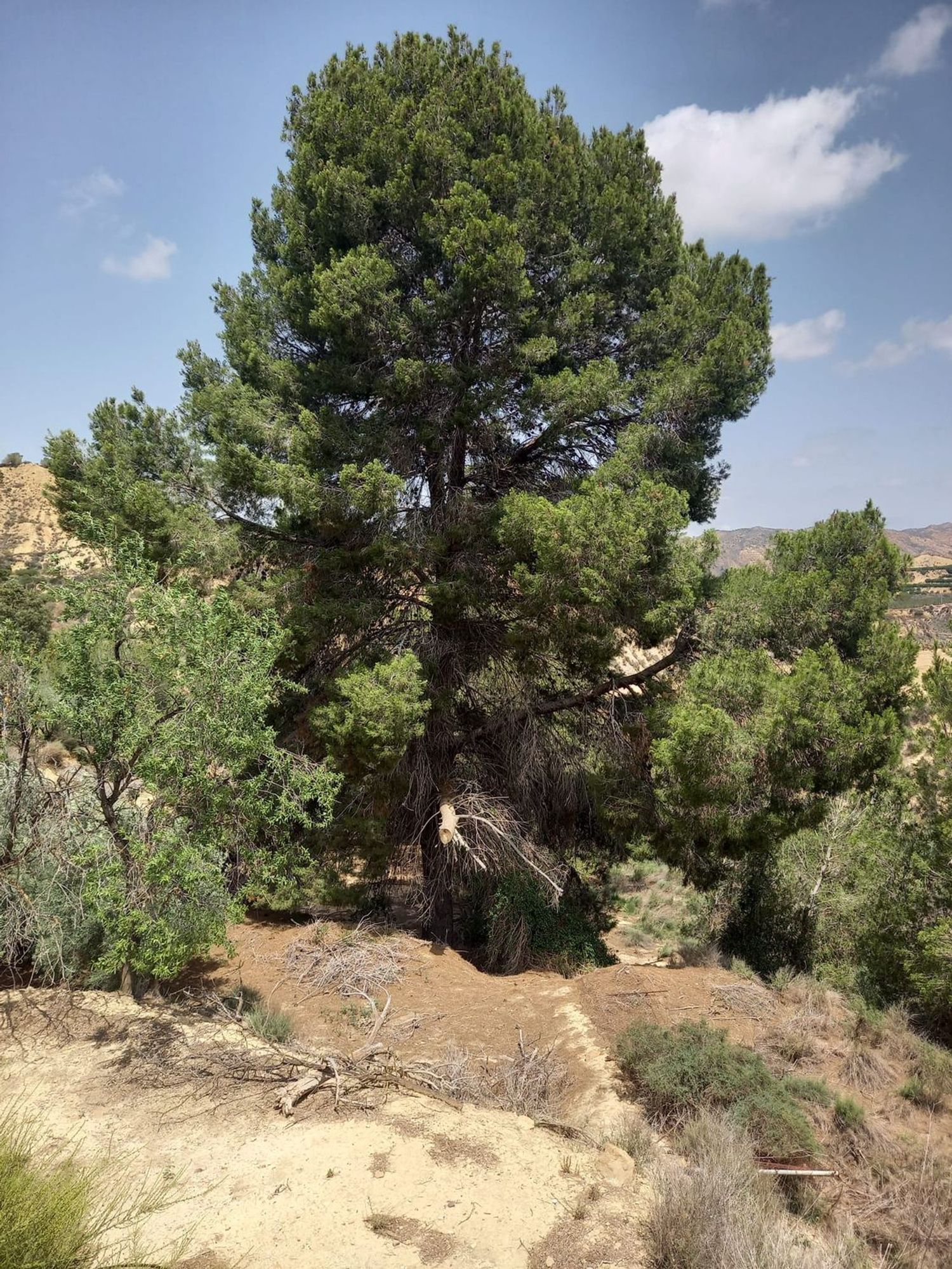 Finca rústica en carretera Puerto del Garruchal s/n - Foto 11