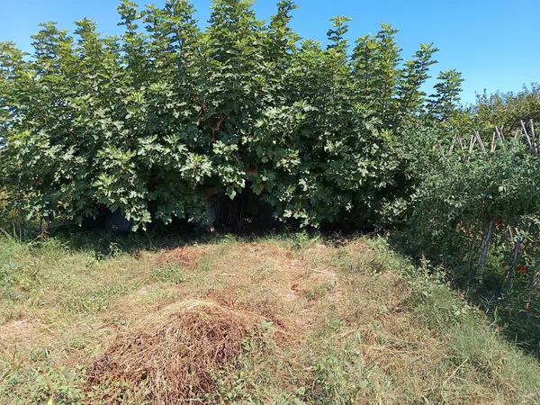 Cortijo en Cortijo en Partida Poligono 22, 220, Zona Llombai, Zona Llombai - Foto 24