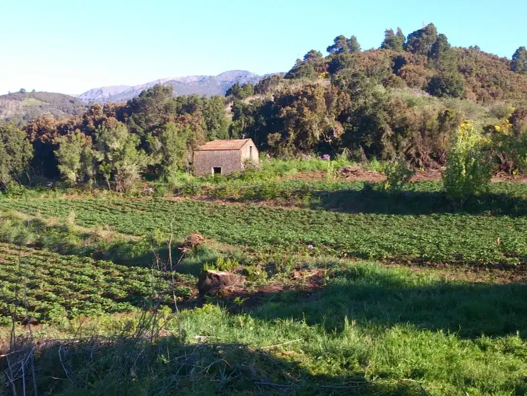 Finca rústica en  Carretera 2A - Foto 3