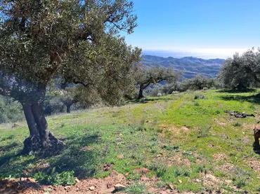 Finca rústica en  Diseminado el Cerval Pol 15 34B - Foto 25