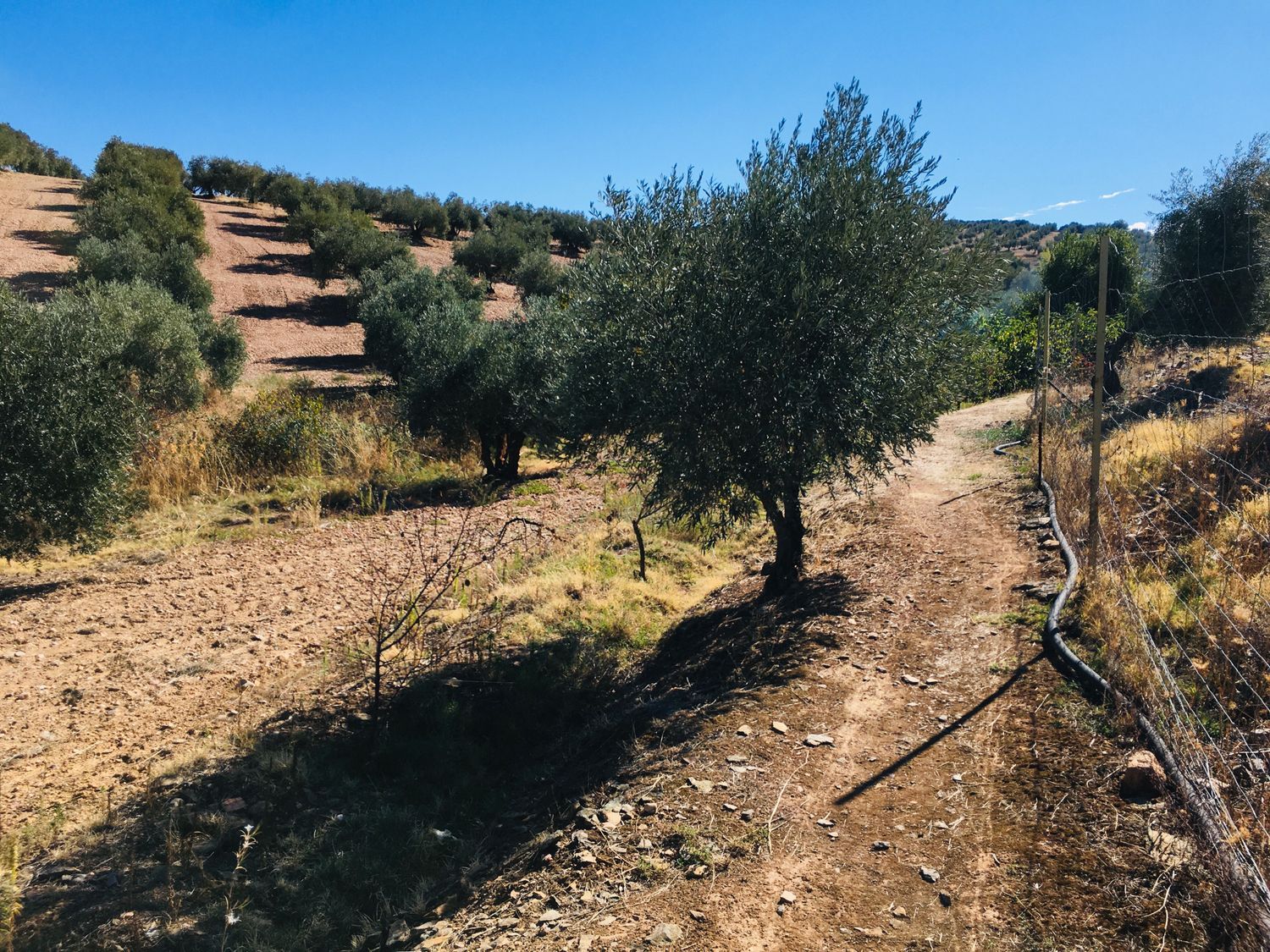 Finca rústica en Camino de las Alcobillas s/n - Foto 8