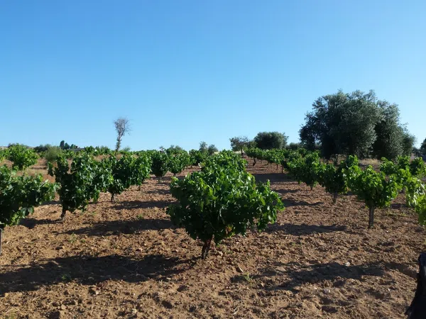 Finca rústica en Carretera Estación s/n - Foto 10