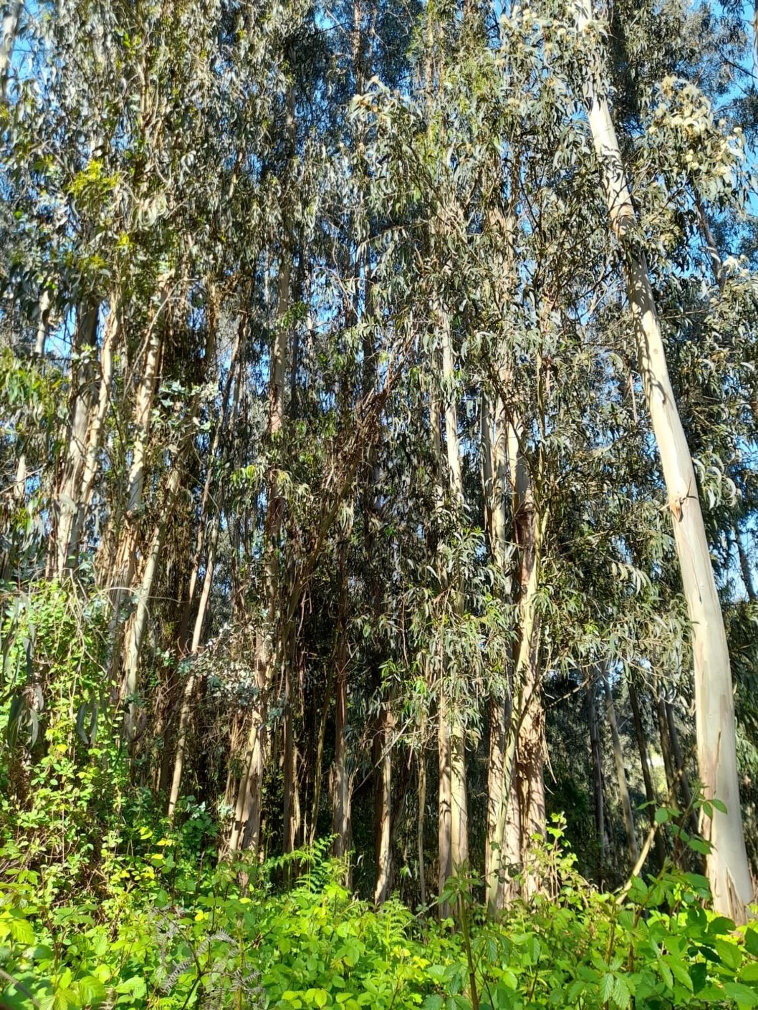 Casa de pueblo en Agones, 106 - Foto 20