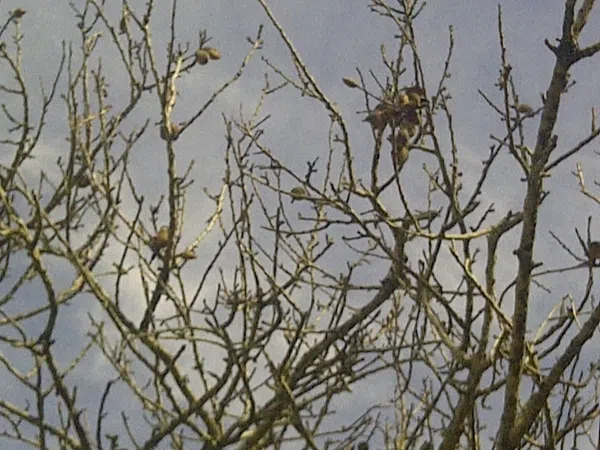 Casa independiente en camino de Melilla s/n - Foto 20