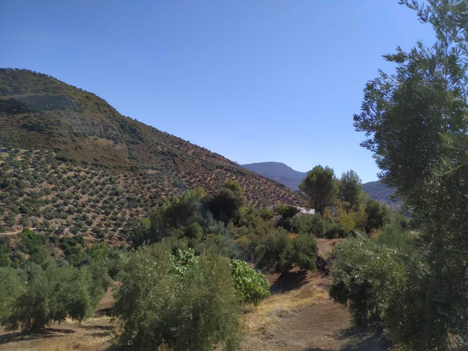 Cortijo en Calle Sierra Grande, 1 - Foto 9