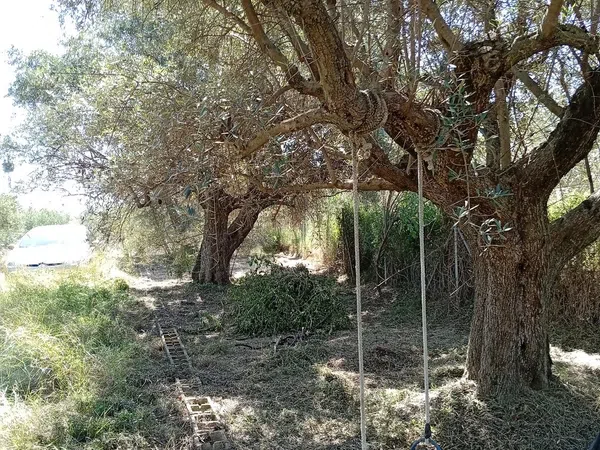 Finca rústica en Camino de Tenorio s/n - Foto 9