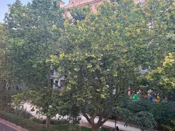 Piso en El Botànic, El Botànic - Foto 8