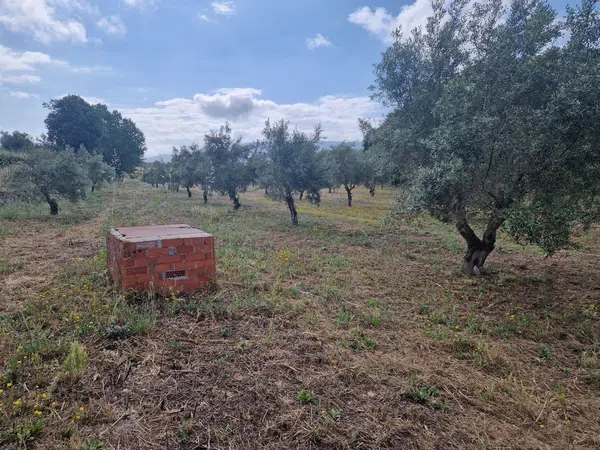 Finca rústica en Calle l'Alqueria d'Asnar, 3 - Foto 3