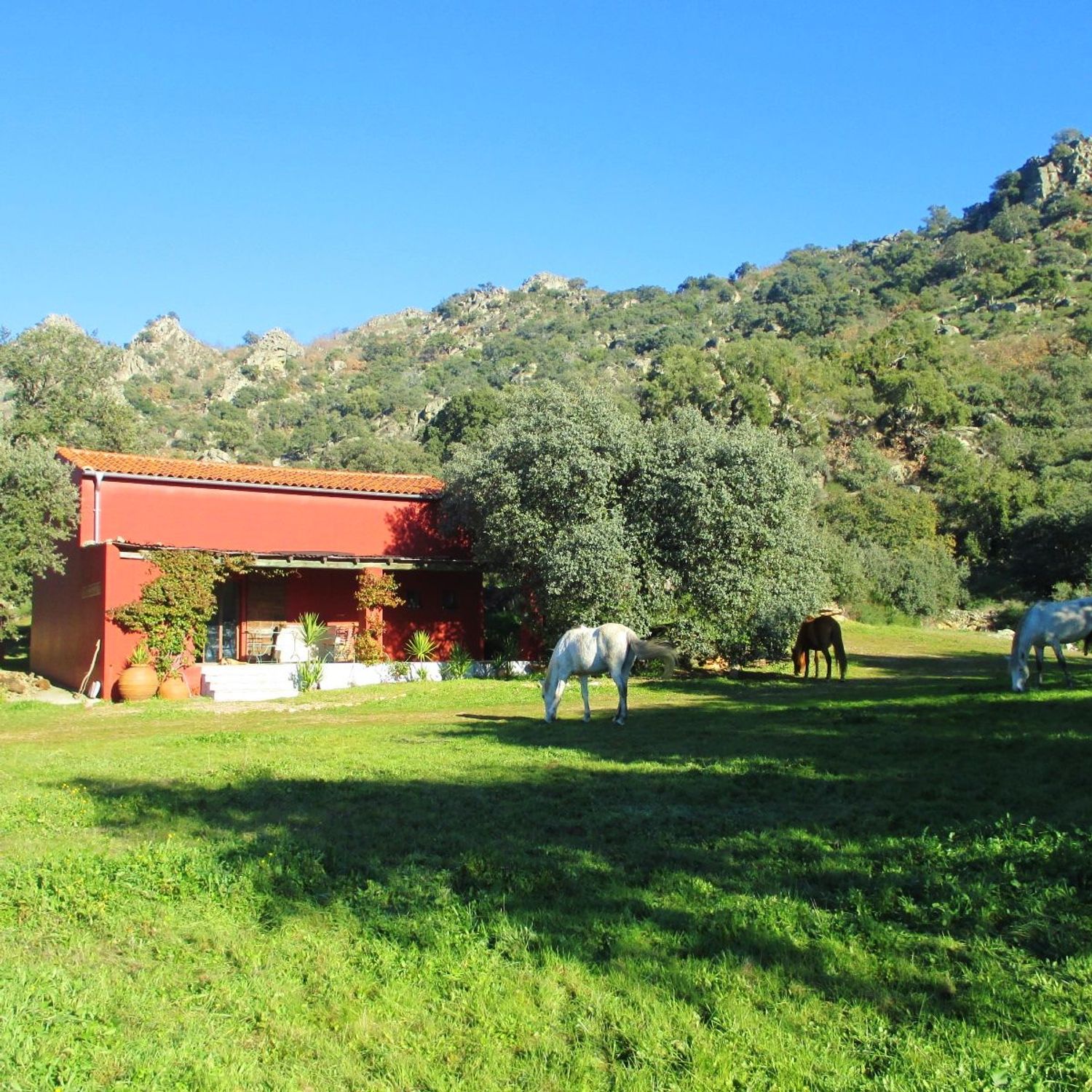 Finca rústica en Carretera Albalá del Caudillo s/n - Foto 7