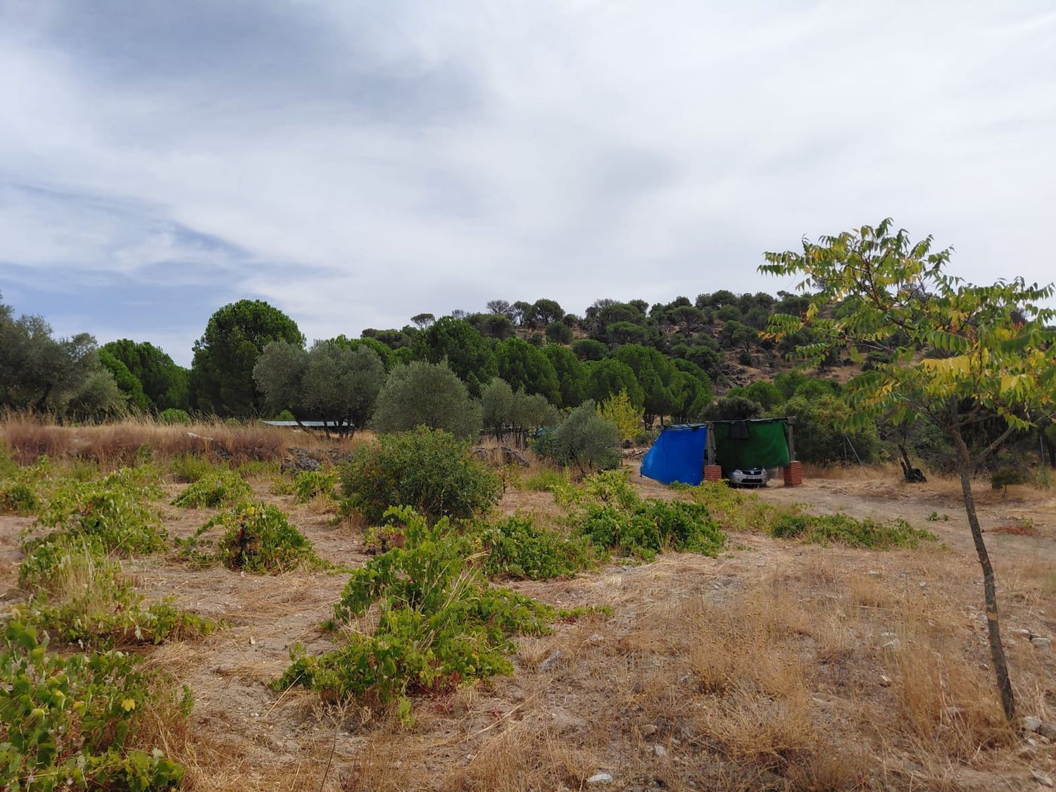 Finca rústica en Viñalajara, 8 poligonoparcela - Foto 9
