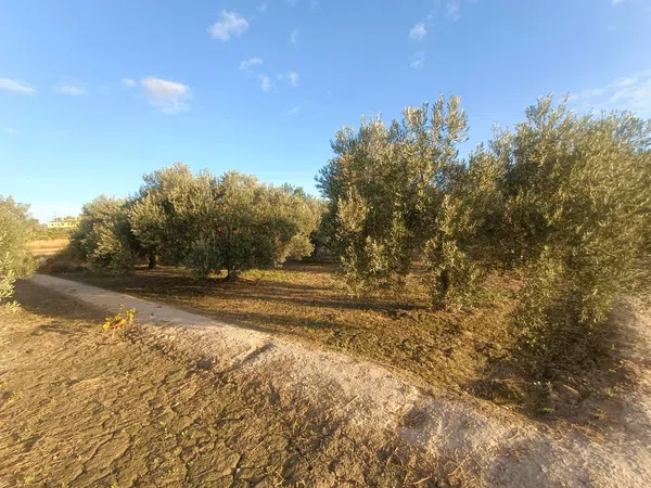Casa rural en Partida Les penyetes polígono 9 parcela 150, 14, Centro, Centro - Foto 6