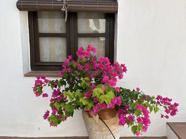 Finca rústica en  Calle de Juan de Lora 35 - Foto 4