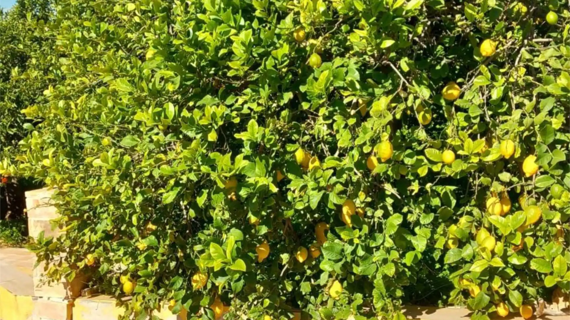 Piso en  Camino de Monteazahar 63 - Foto 14