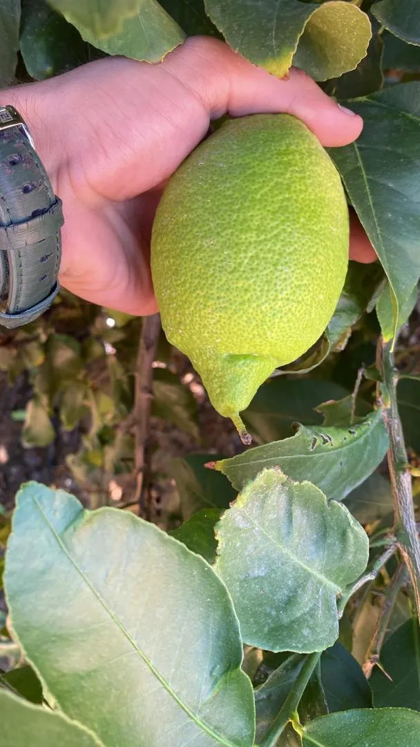 Finca rústica en  Diseminado Chalanas 10 - Foto 2