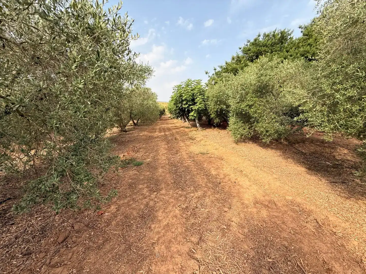 Finca rústica en  Camí de Sant Joan 1 - Foto 10