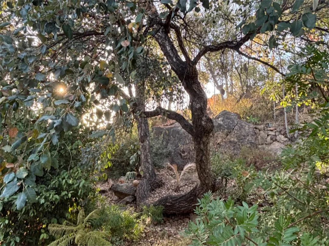 Chalet en  Calle de la Palmera 6 - Foto 8