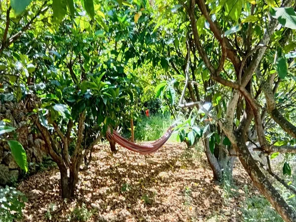 Casa de pueblo en Calle Banda de las Rosas s/n - Foto 38