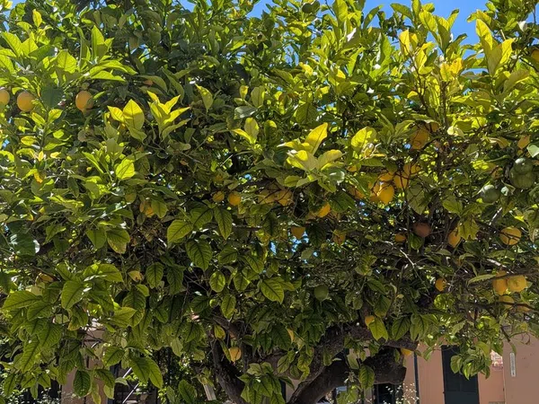 Casa o chalet independiente en Travesía Ave Maria, 9, Son Sardina - Foto 31