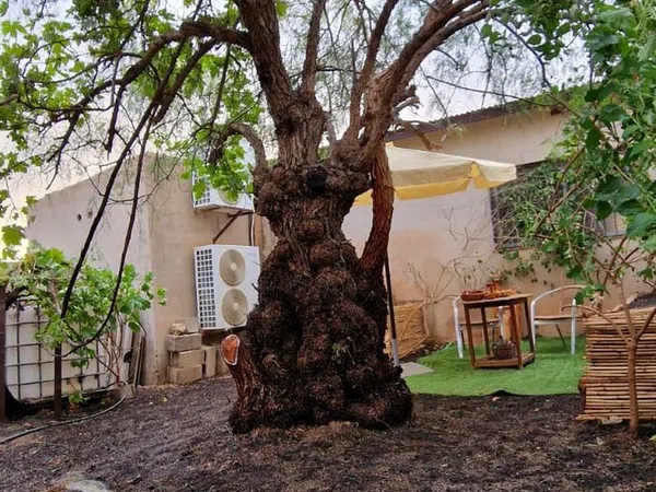 Finca rústica en Paraje Nogueras, 26 - Foto 3