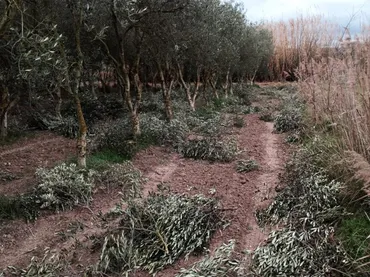 Finca rústica en  Carrer de Sant Pere 1 - Foto 11