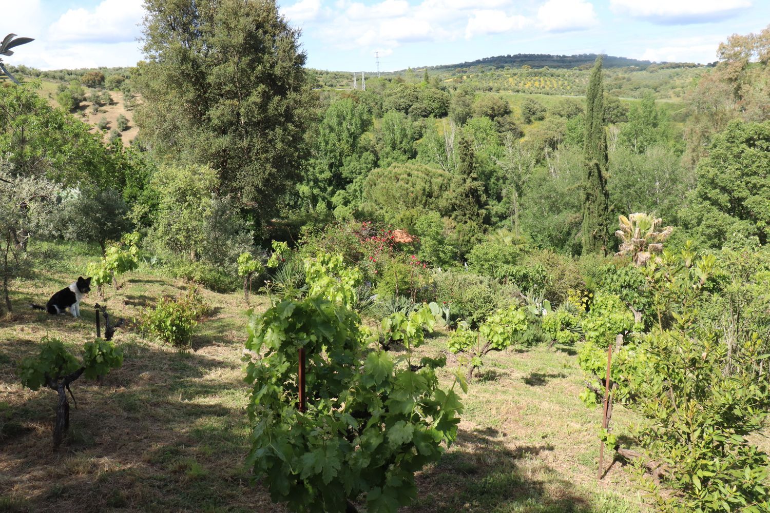 Chalet pareado en carretera Cc-431 s/n - Foto 37