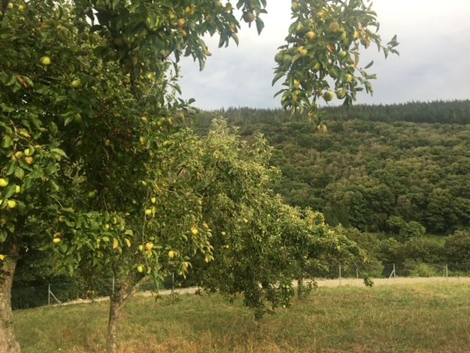 Finca rústica en Tineo - Foto 21