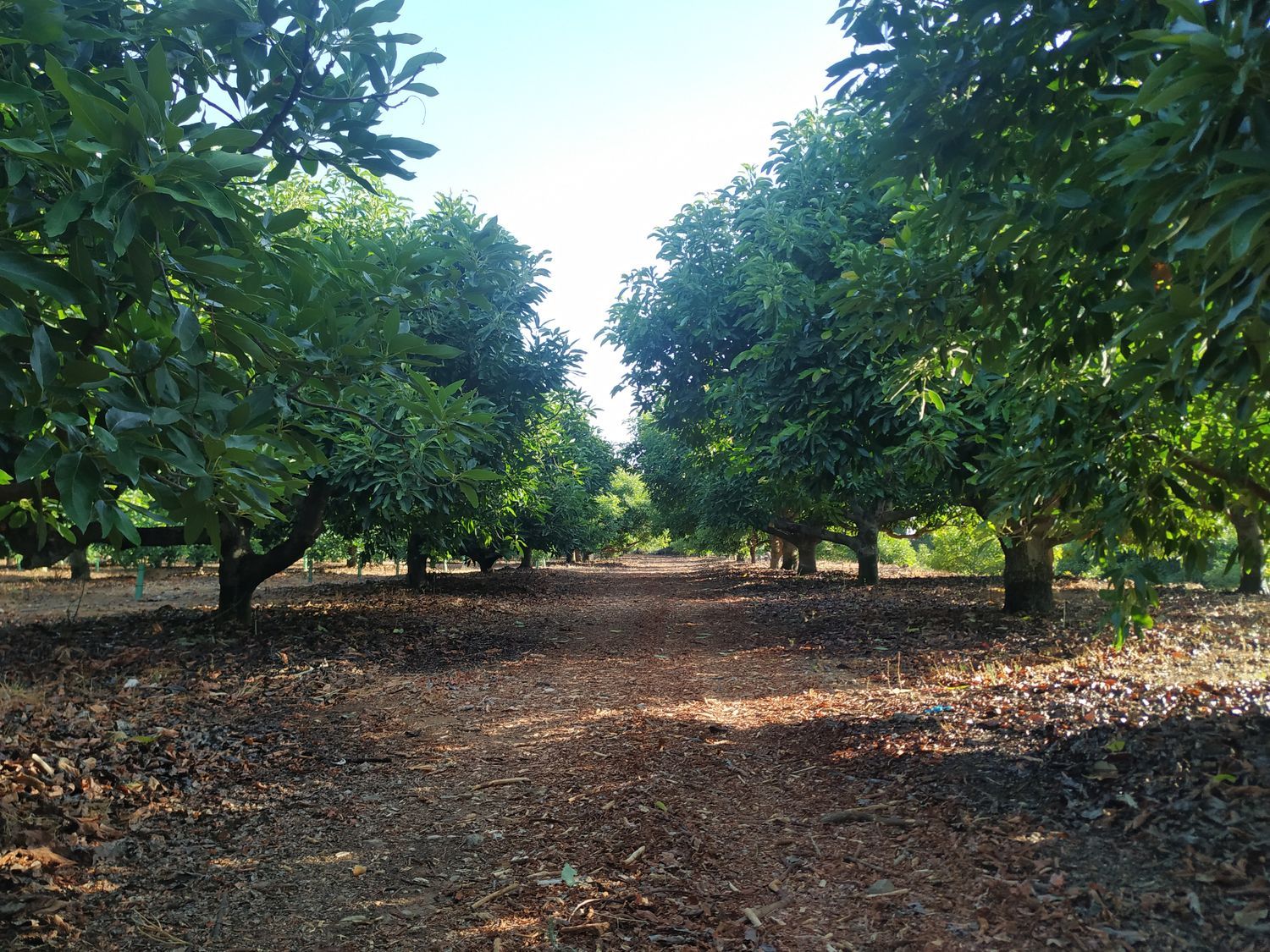 Finca rústica en Lugar Albuqueria, 1 - Foto 7