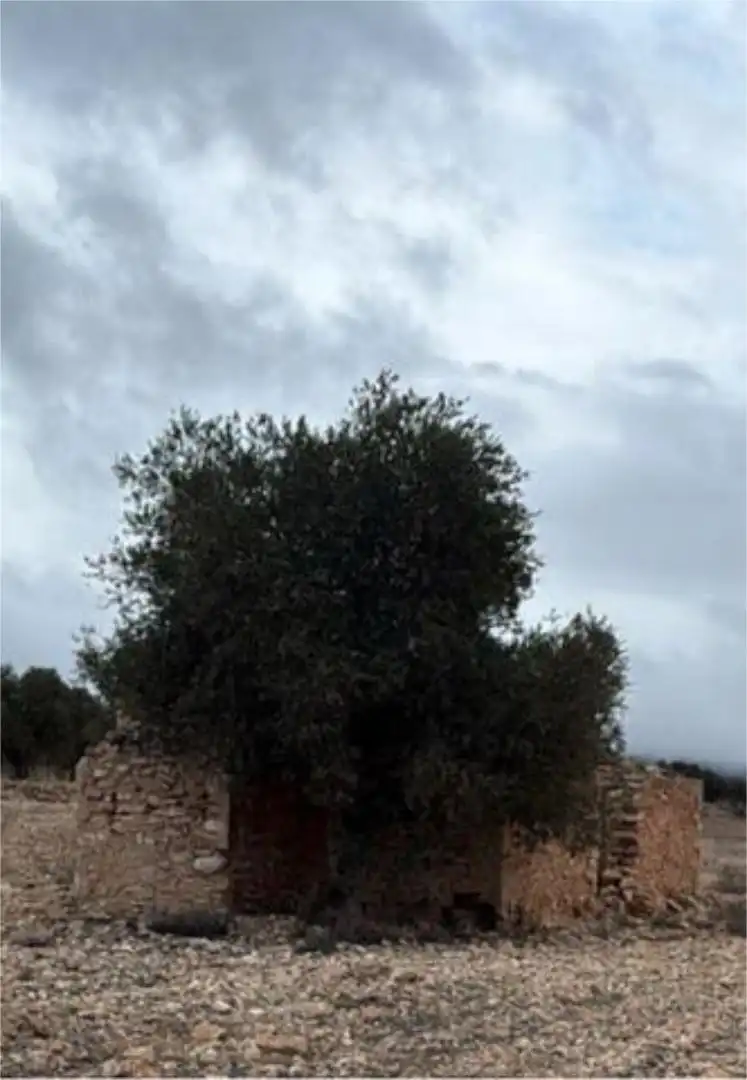 Chalet en Yecla - Foto 2