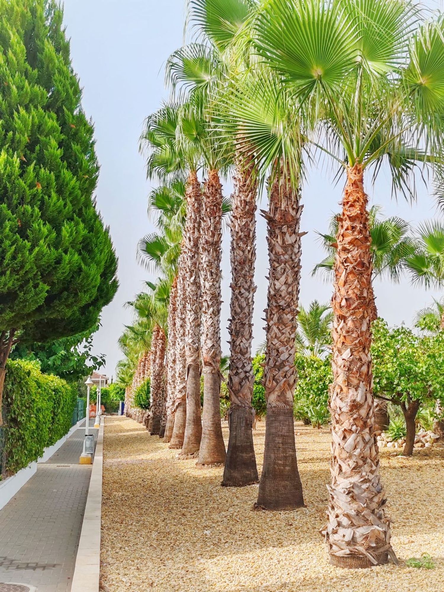 Piso en Avenida Ciudad de Lorca, 2, El Playazo, El Playazo - Foto 10