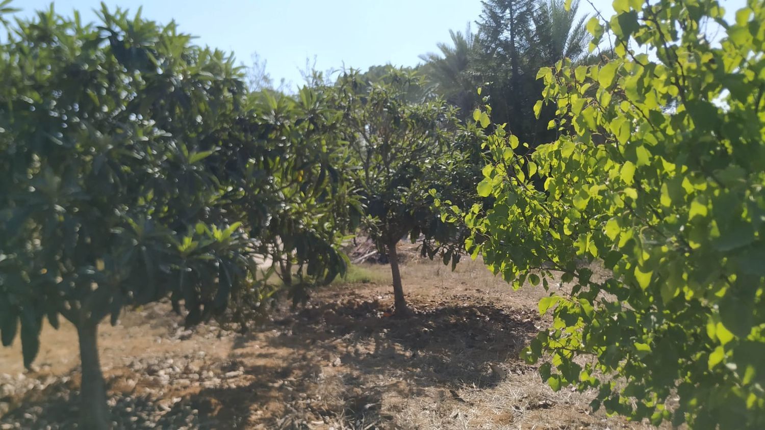 Finca rústica en Diseminados dirección a Puñanilla s/n - Foto 19