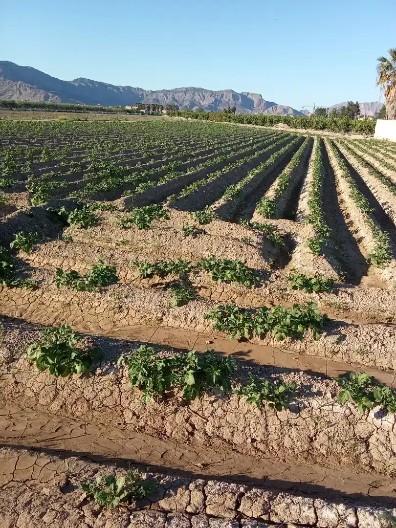 Finca rústica en  Carril de los Murcia 5 - Foto 10