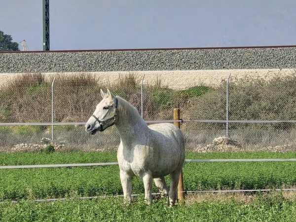 Finca rústica en Vereda Buena Vida, 255 - Foto 16