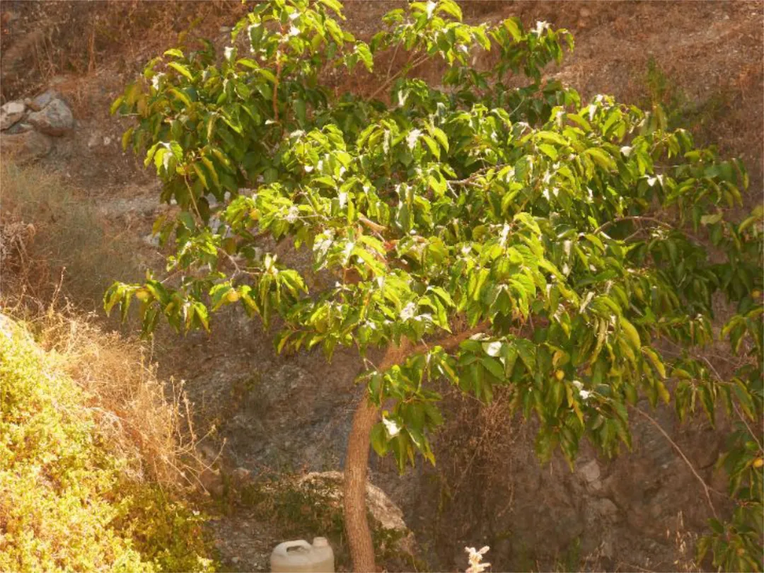 Finca rústica en  Carretera Ma-8300 a-7 a Casares 44 - Foto 5