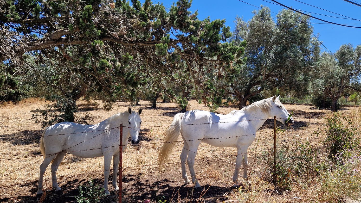 Finca rústica en carril el Clavijo, 39 - Foto 33