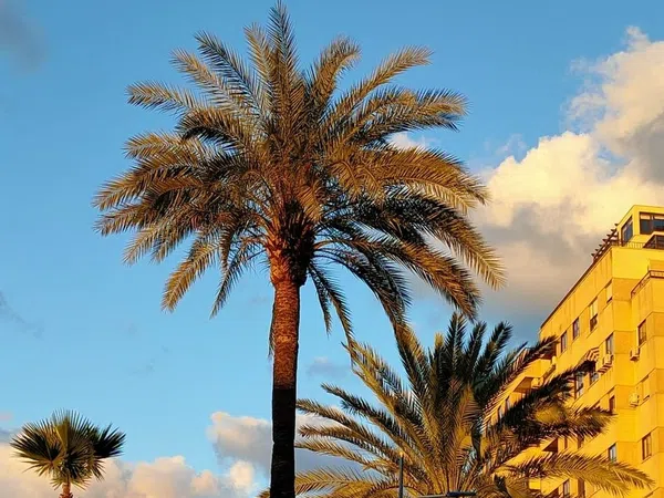 Piso en Paseo marina española, 88, Zona Centro, Zona Centro - Foto 20