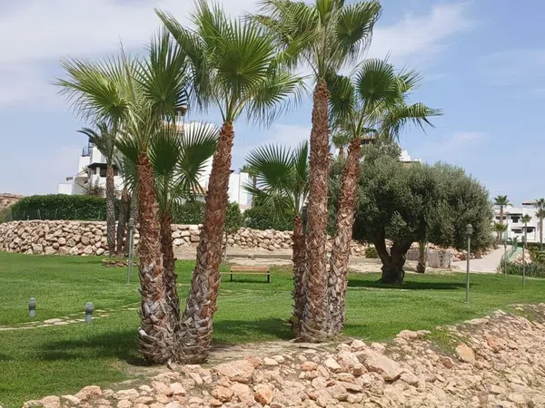 Ático en Avenida Alcazaba, 115, Las Salinas, Las Salinas - Foto 27